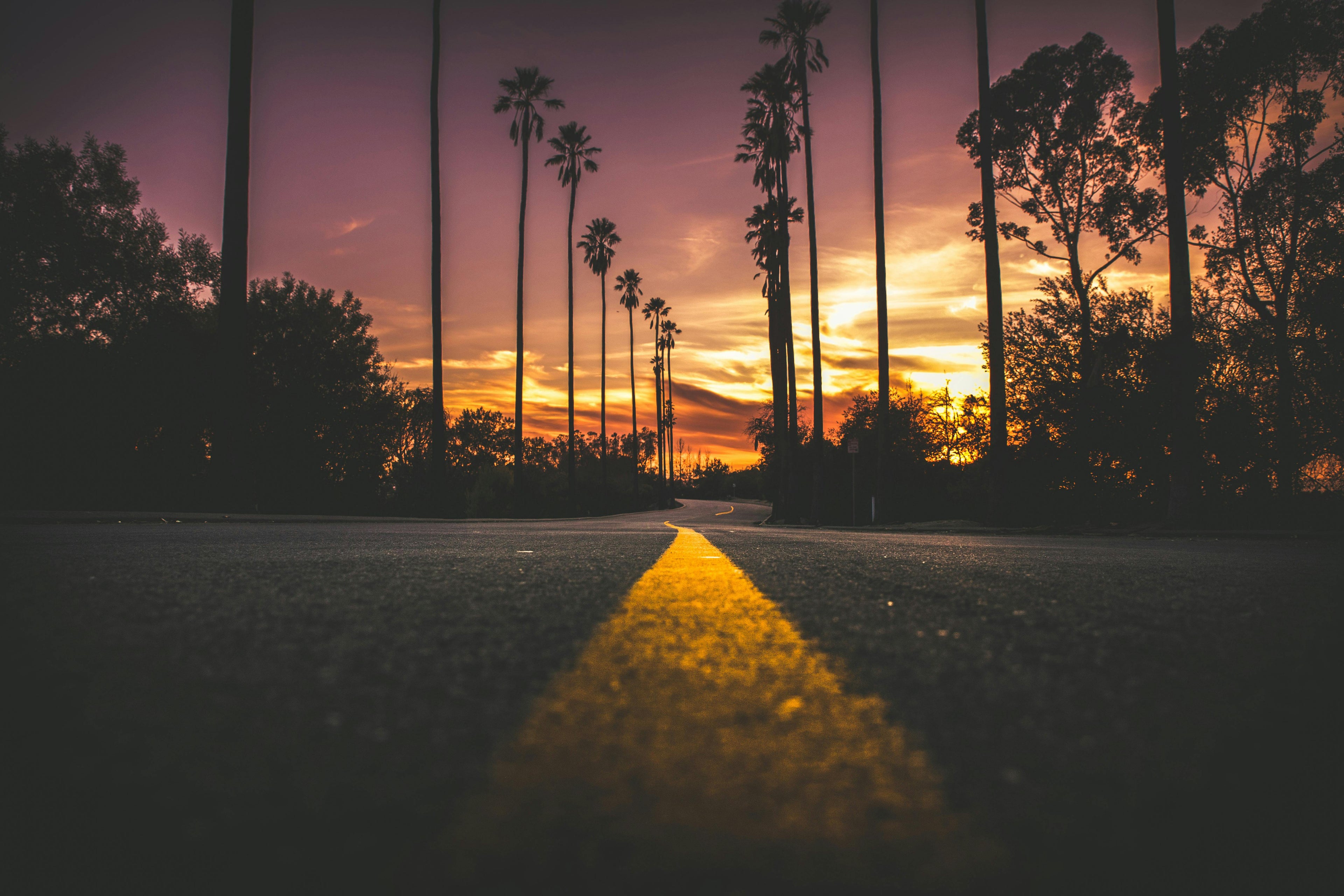 California sunset road lined with palm trees, creating a relaxed and adventurous vibe for SalteBikes. Perfect for showcasing electric bikes designed for cruising scenic routes and everyday commutes